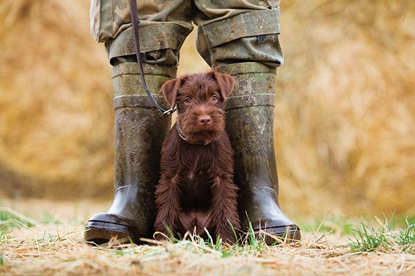 a brown dog sitting next to a pair of well - worn rubber boots on the ground