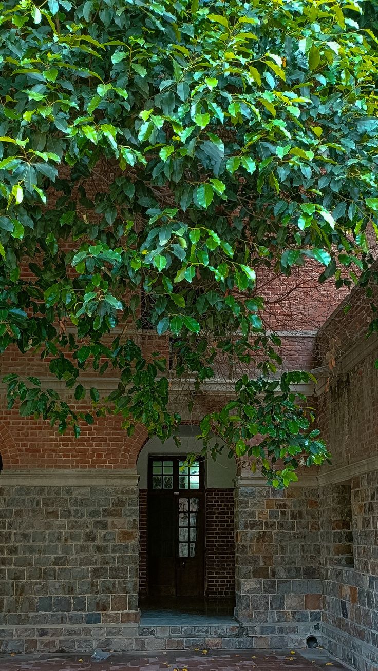 a bench under a tree in front of a brick building with green leaves on it