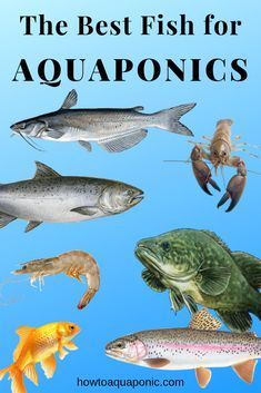 the best fish for aquaponics and how to use them in your pond or lake