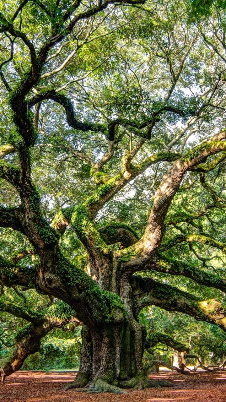 an old oak tree with moss growing on it's branches in a park setting