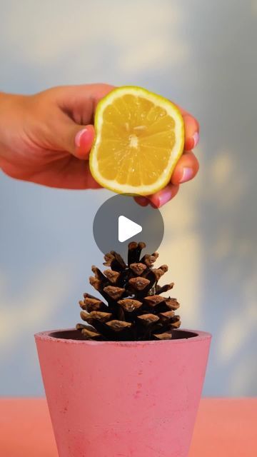 a person is holding a lemon slice over a small pine cone in a pink pot