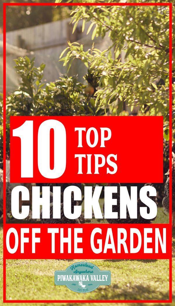 the top ten tips for chickens off the garden