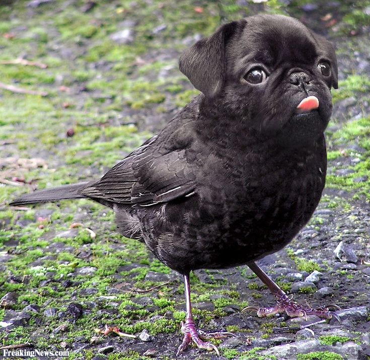 a small black bird standing on top of a grass covered field