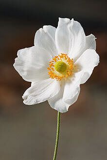 a white flower with yellow stamen in the center