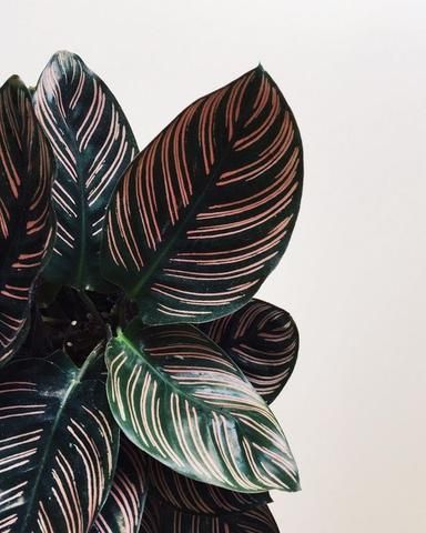 Calathea Ornata - Plant of the Month – Forest Ldn Calathea Ornata, Tanaman Pot, Plant Goals, Plants Are Friends, Ficus Elastica, Pink Plant, Pretty Plants, Foliage Plants, Plant Mom