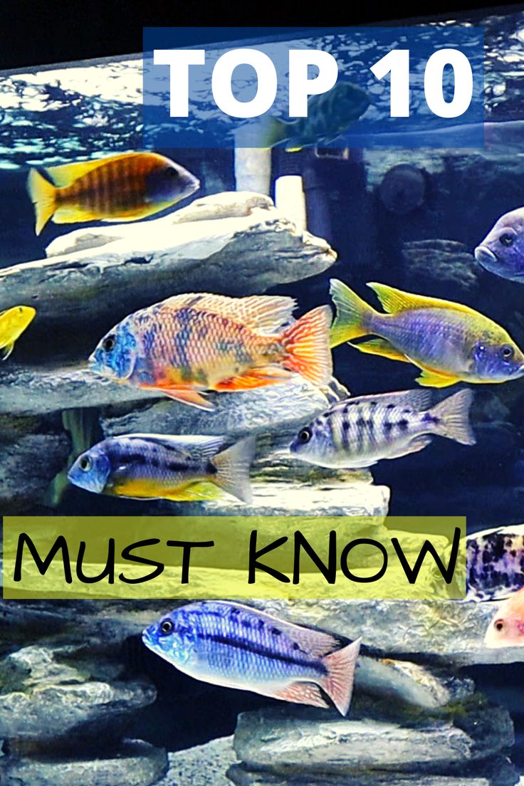 an aquarium filled with lots of different types of fish and text that reads top 10 must know