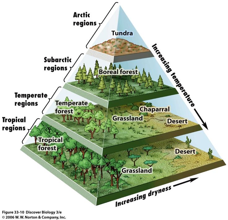 a pyramid with different types of trees in it