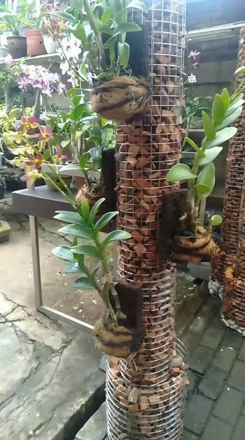 many plants are growing out of the top of some wire mesh containers in a garden