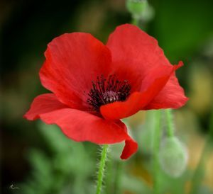 a red flower with green leaves in the background