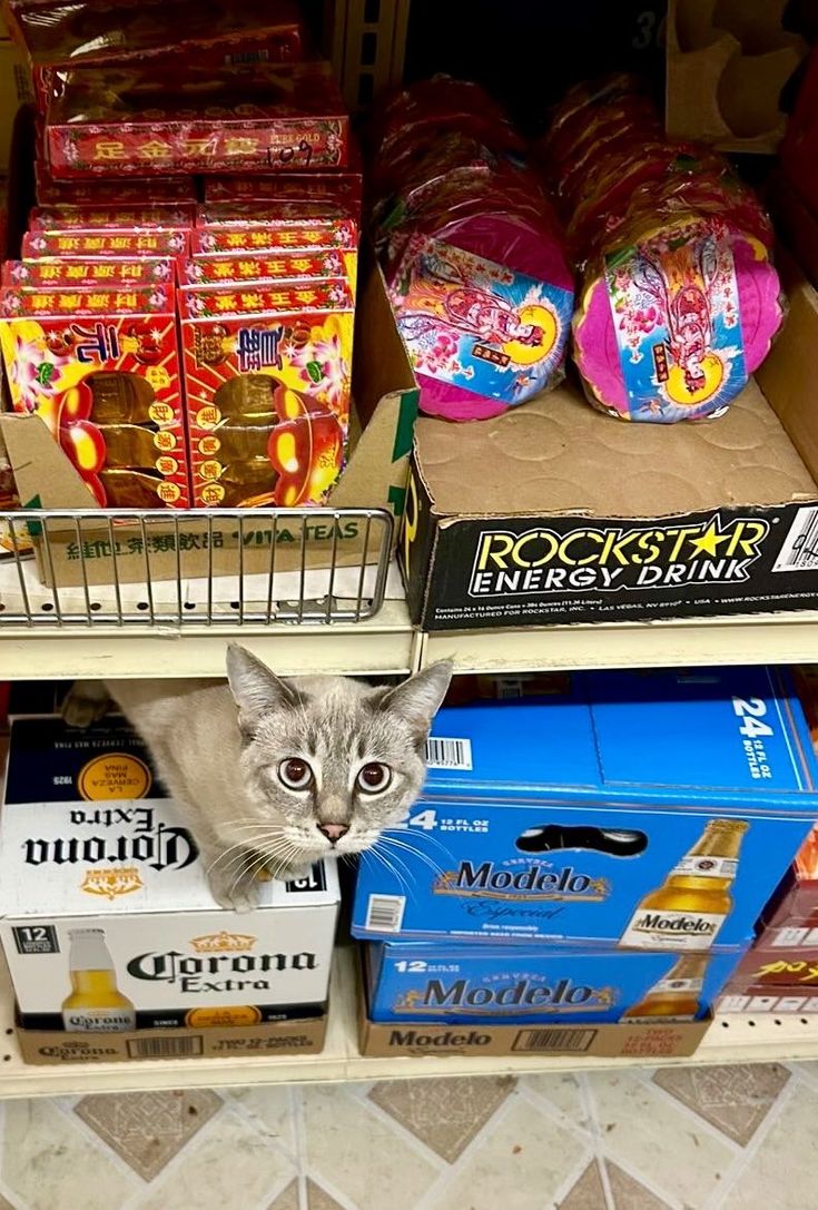 a cat sitting on top of a shelf next to boxes and bags of food in a store