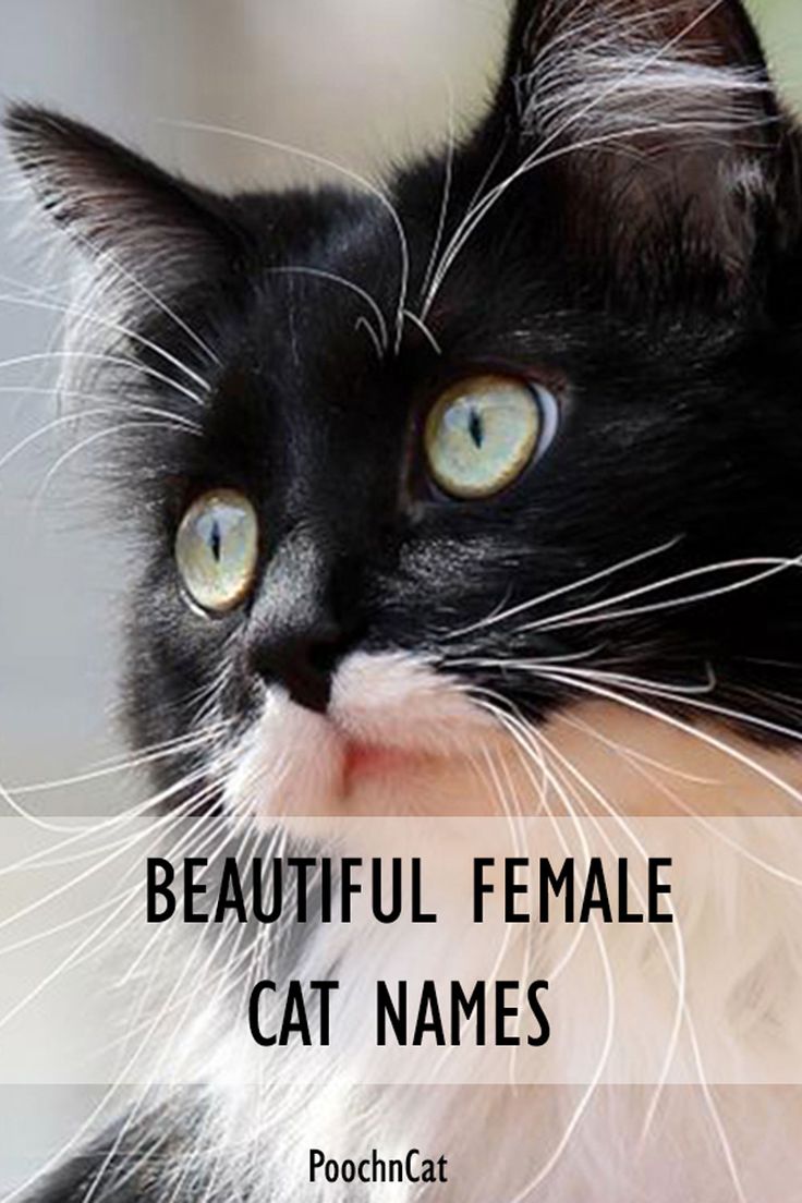 Beautiful Females Cat Names are a popular category among cat owners. Get inspired to pick the perfect girl name for your beloved feline you will love forever. Cat Name Ideas Unique, Names For Cats Girl, Cat Names Girl Unique, Cats Names Ideas, Female Cat Names Unique, Black Cat Personality, Cat Names Girl, Girl Pet Names, Kitten Names Unique