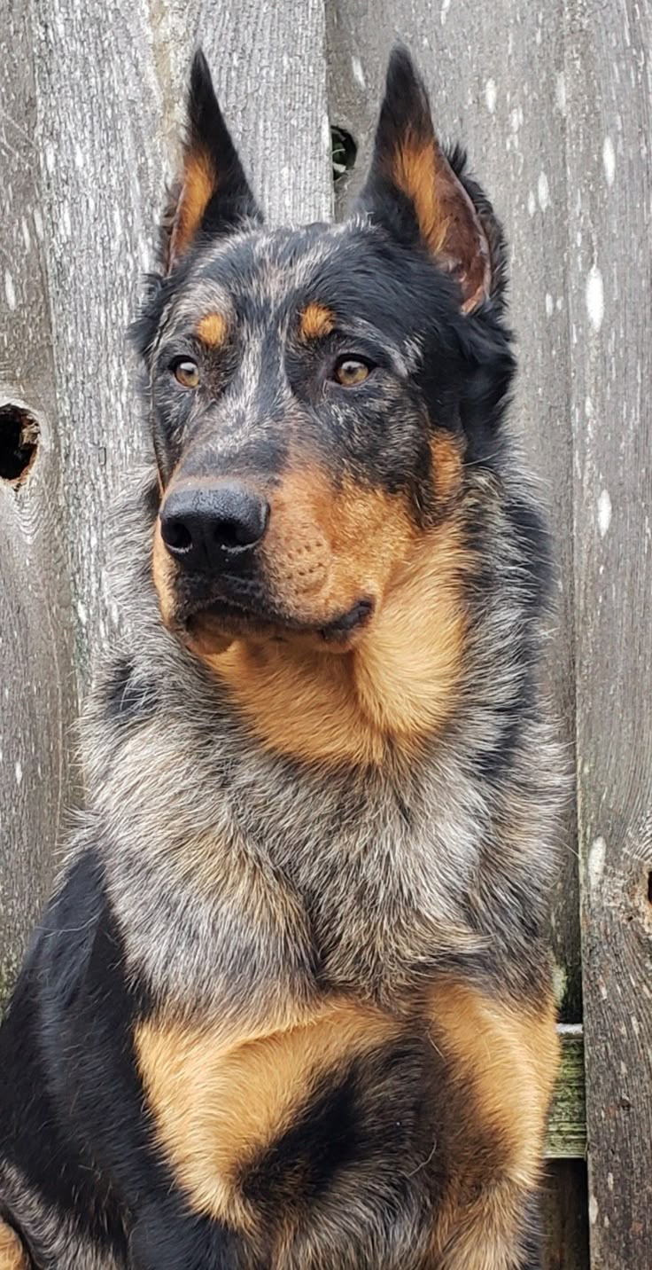 a black and brown dog sitting next to a wooden fence