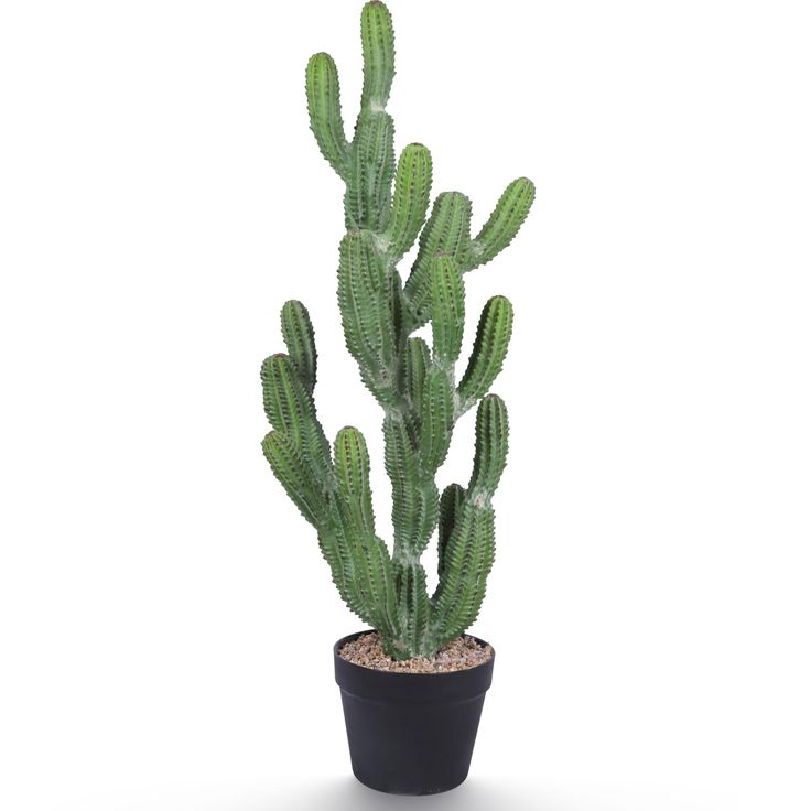 a green cactus in a black pot on a white background