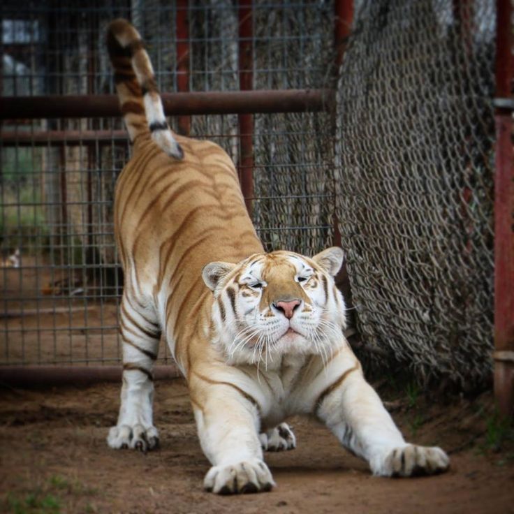 a large tiger walking across a dirt field next to a caged in animal enclosure