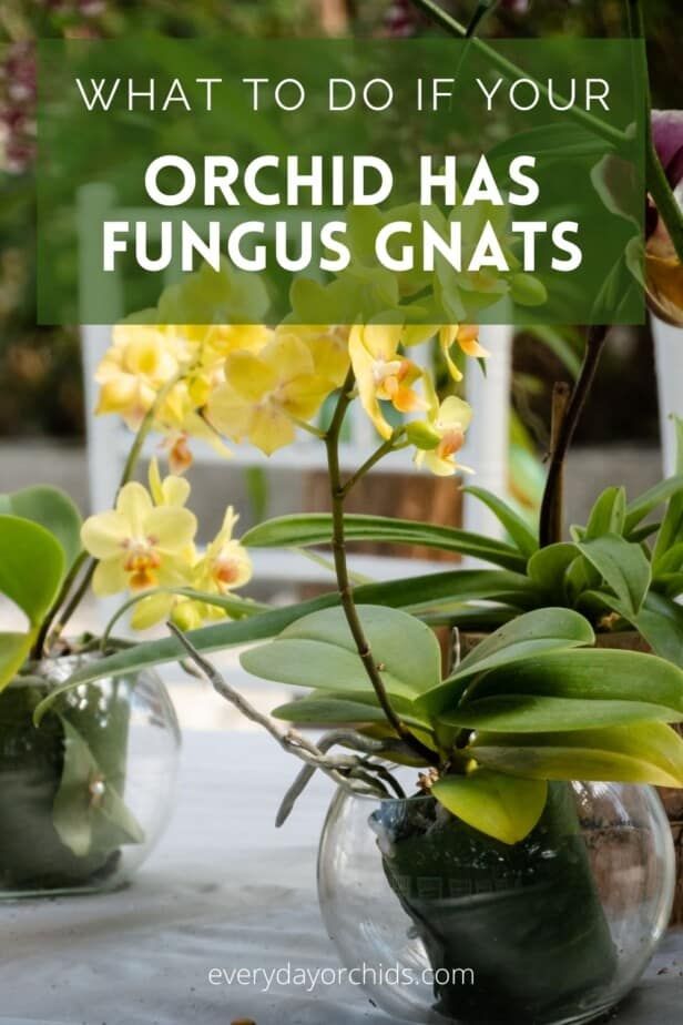 three glass vases filled with yellow flowers and greenery on top of a table