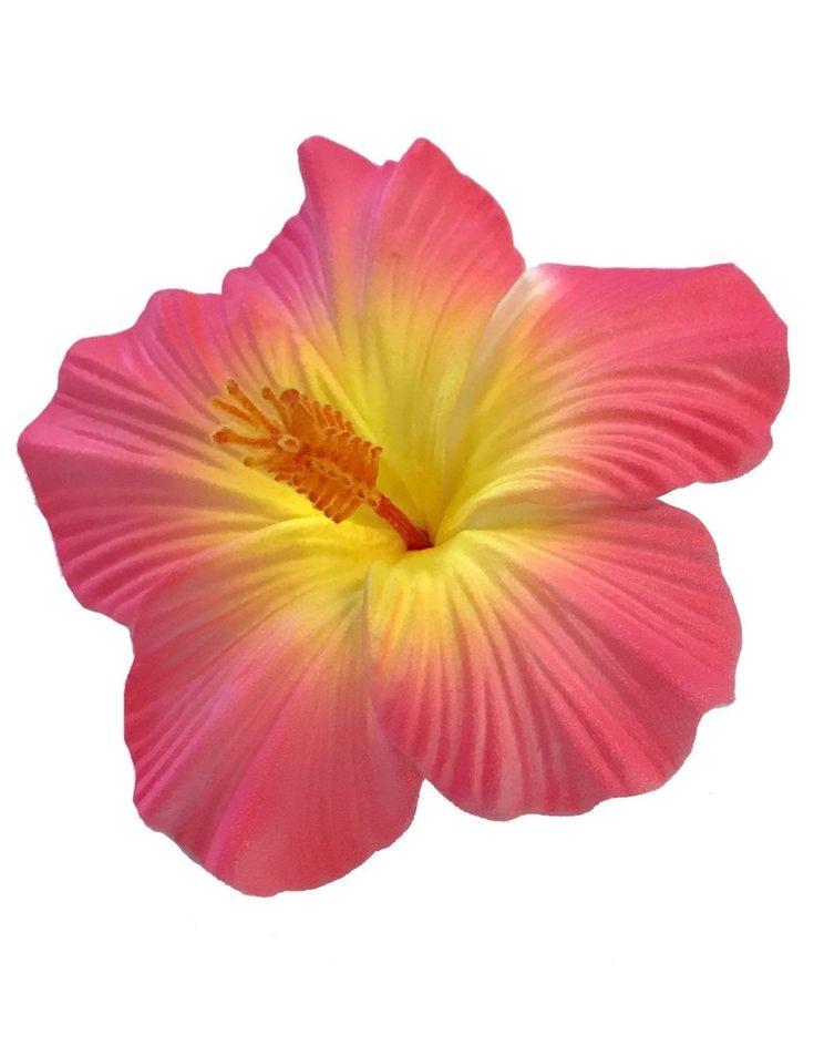 Large Hibiscus Flower Hair Clip Pink Yellow Pink Hibiscus Flower Aesthetic, Hubiskis Flower, Wallpaper Iphone Yellow, Hibiscus Flower Wallpaper, Flower Wallpaper Iphone, Yellow Hibiscus Flower, Pink Tropical Flowers, Pink Hibiscus Flower, Pink Yellow Flowers