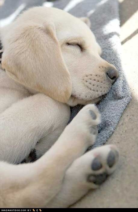 a white dog sleeping on top of a blue blanket