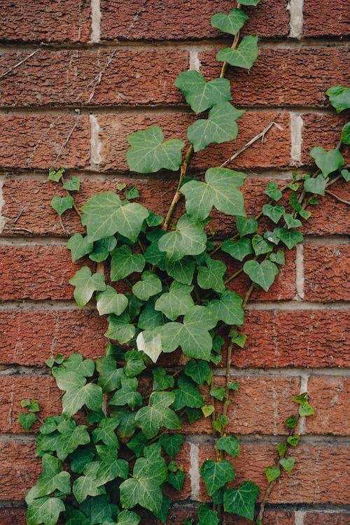 ivy growing up the side of a brick wall