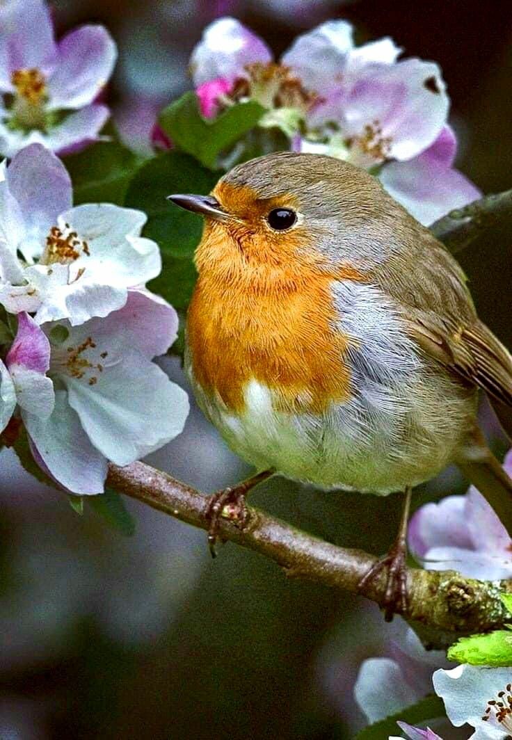 a small bird sitting on top of a tree branch with pink and white flowers in the background