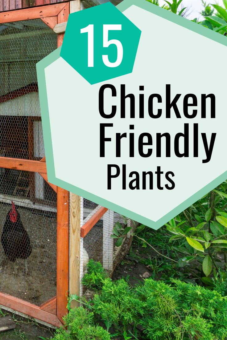 a chicken in a coop with text overlay that reads 15 chicken friendly plants