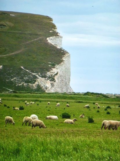 sheep graze in a field near the cliffs