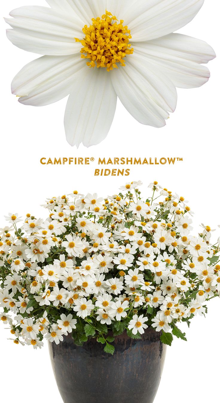 a white flower in a brown vase with the words campfire marshmallow on it