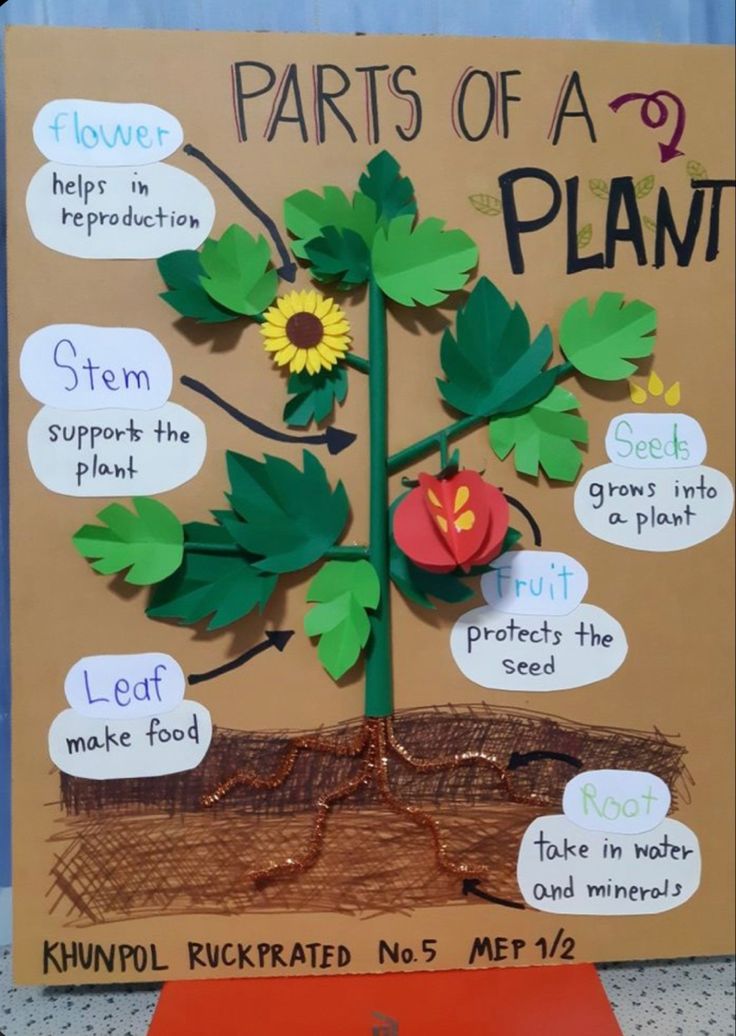 the parts of a plant made out of cardboard