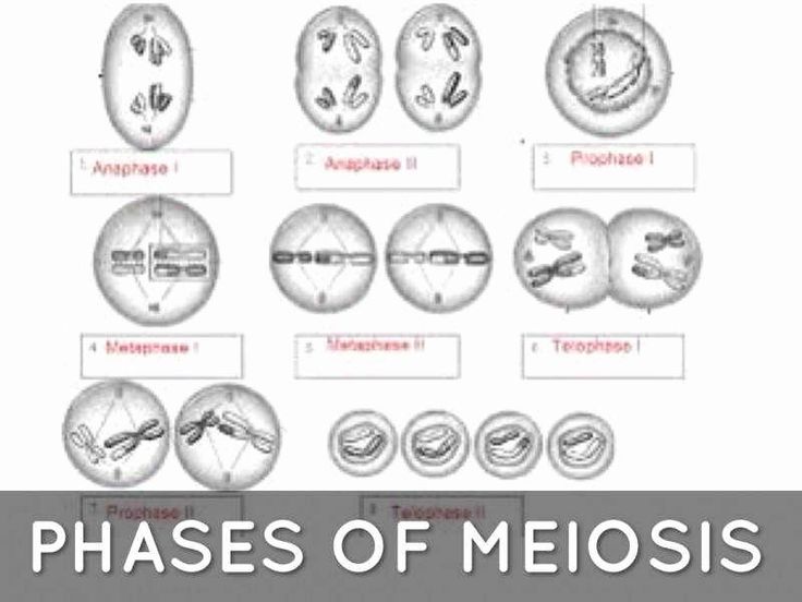 the phases of meiosis are shown in black and white, with text overlay