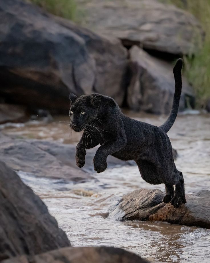 a black cat is jumping over rocks in the water