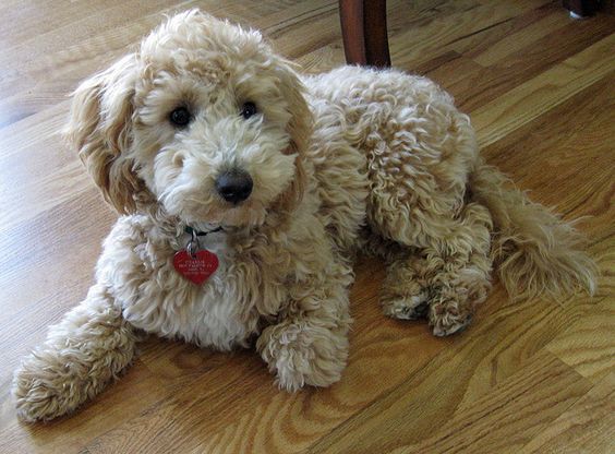 a dog sitting on the floor looking at the camera