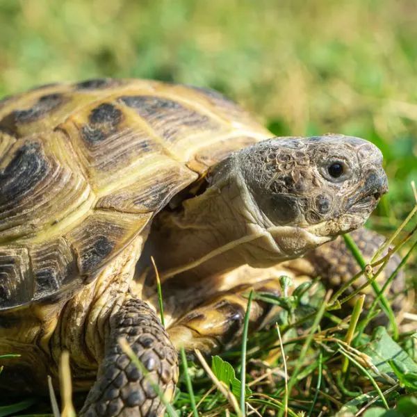 a close up of a turtle in the grass