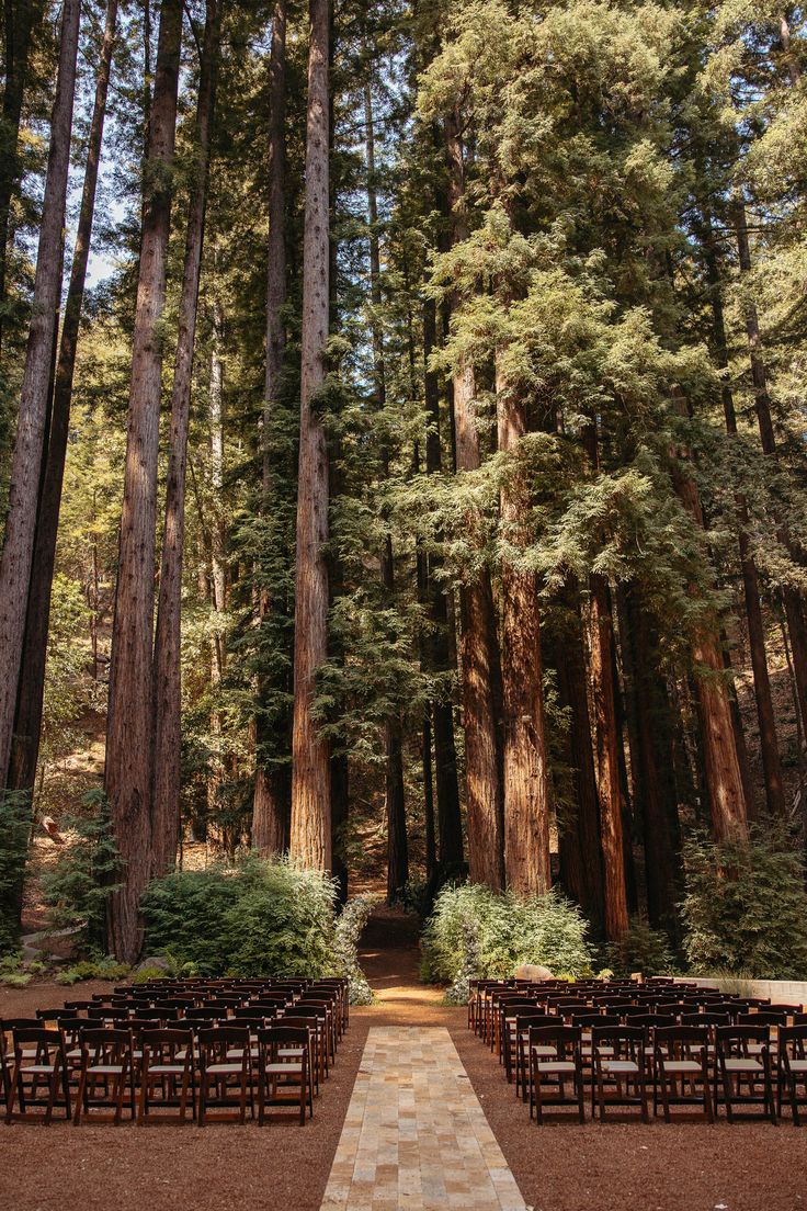 rows of wooden benches sitting in the middle of a forest filled with tall pine trees