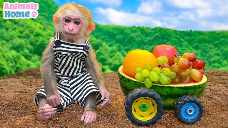 a monkey is sitting next to a fruit cart