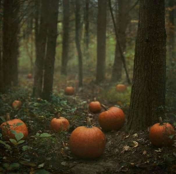 many pumpkins are sitting in the woods