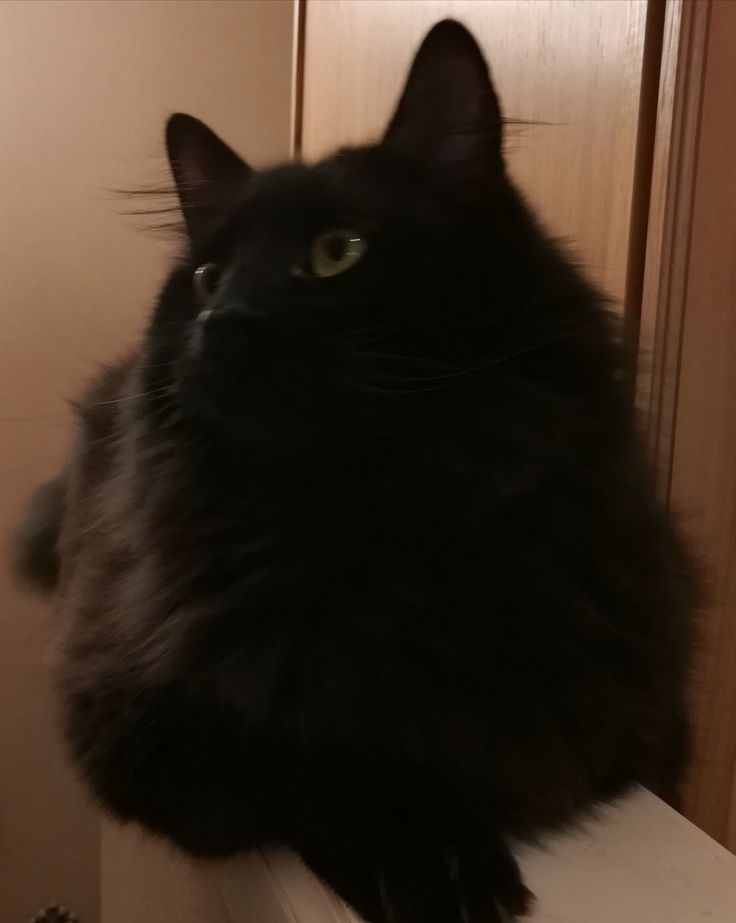 a large black cat sitting on top of a counter next to a door and looking at the camera