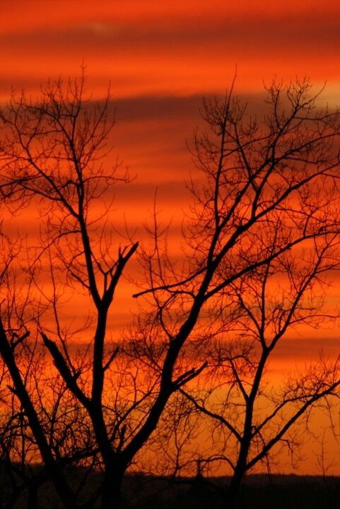 the silhouette of trees against an orange and pink sky at sunset or sunrise, with only one leafless tree in foreground