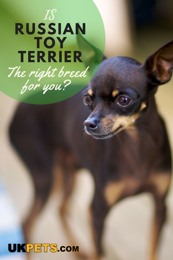 a small black dog standing on top of a tile floor next to a green speech bubble