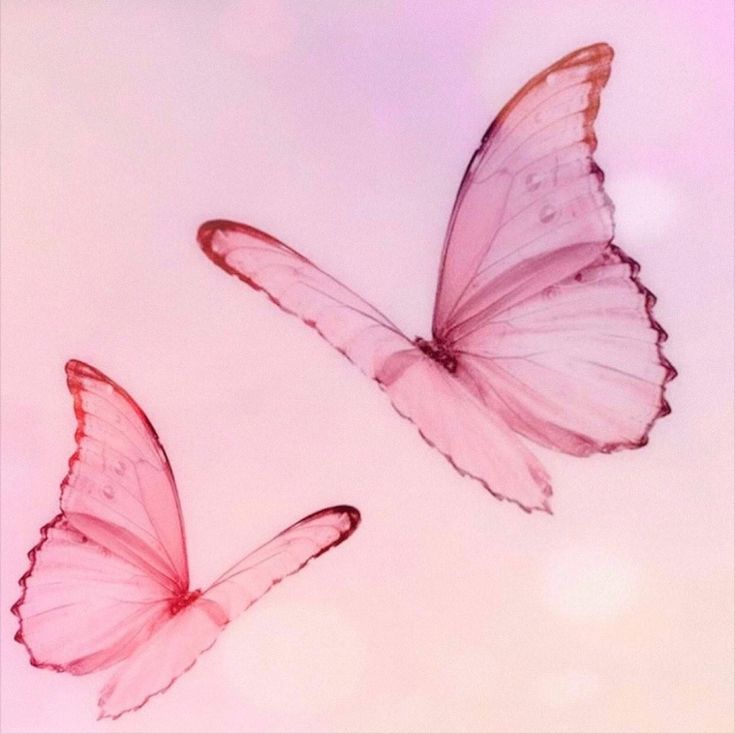 two pink butterflies flying side by side on a white and blue background with light reflections