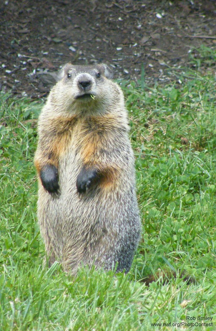 a groundhog standing on its hind legs in the grass