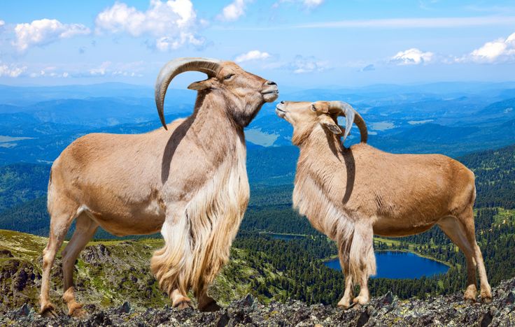 two goats standing on top of a mountain