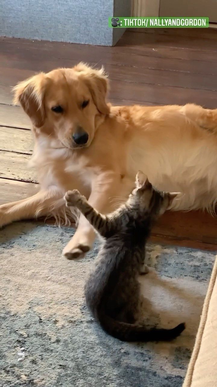 a dog playing with a cat on the floor