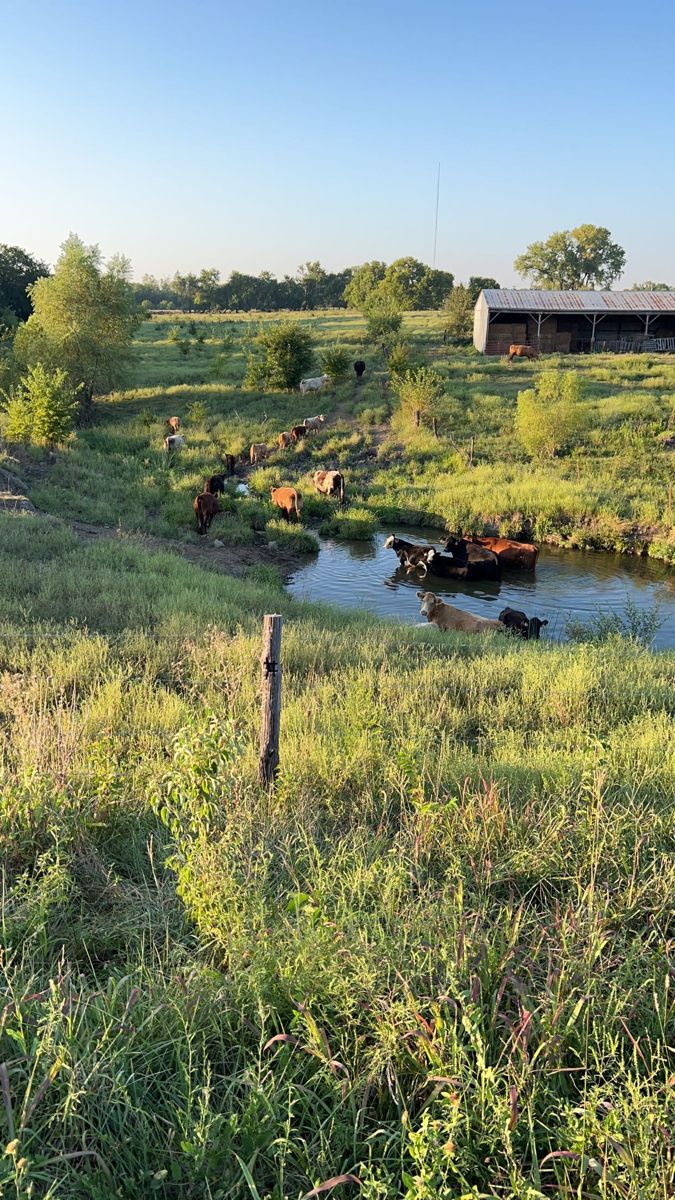 cows are grazing in the grass near a small river and barn on the other side