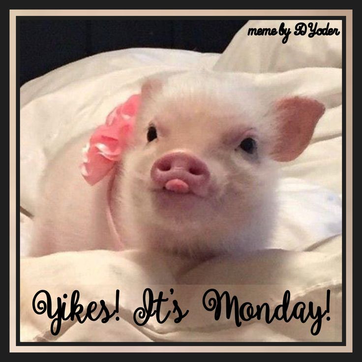 a small white pig with a pink bow on its head laying in a bed and looking at the camera