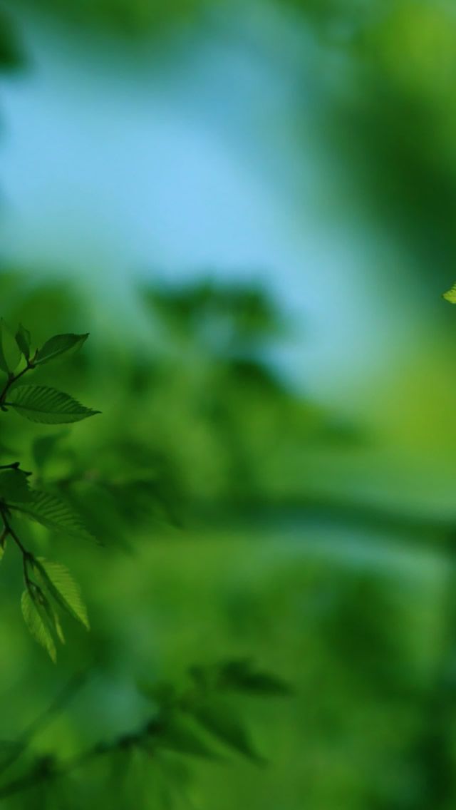 green leaves are shown in the foreground and blurry background