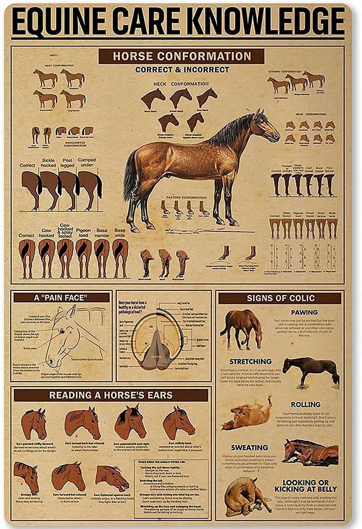 an equestrian poster with horses and their names on it's front cover, which includes information about how to care for the horse