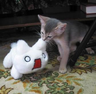 a kitten playing with a stuffed animal on the floor