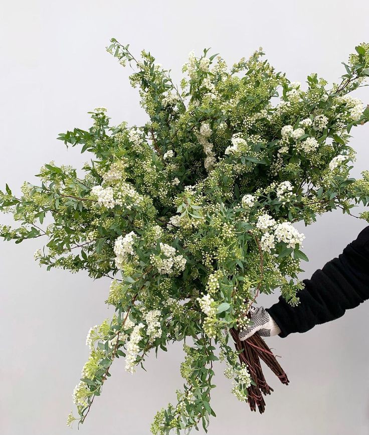 a person holding a bunch of white flowers in their right hand and another plant with green leaves on it