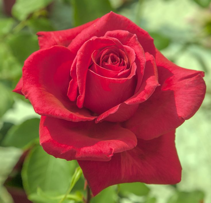 a red rose with green leaves in the background