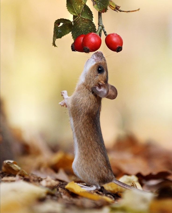 a small rodent is reaching up to eat some fruit from a tree with its mouth