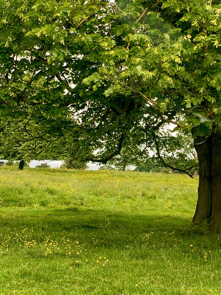 a bench under a tree in the middle of a field